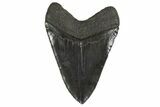 Serrated, Fossil Megalodon Tooth - South Carolina #340280-2
